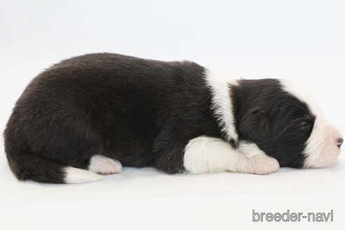 成約済の神奈川県のボーダーコリー-372871の4枚目